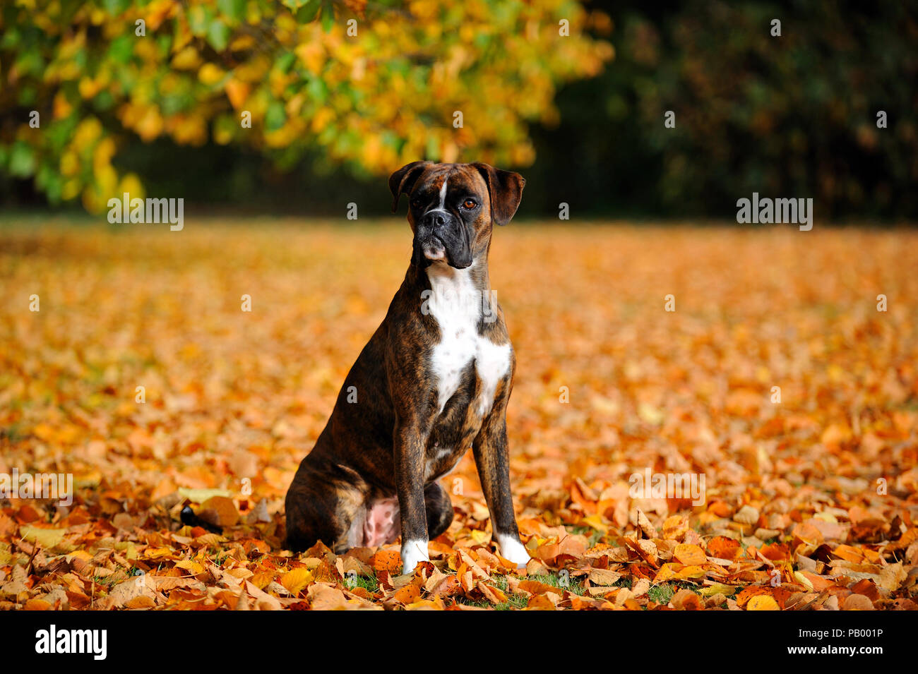 german boxer dog Stock Photo - Alamy