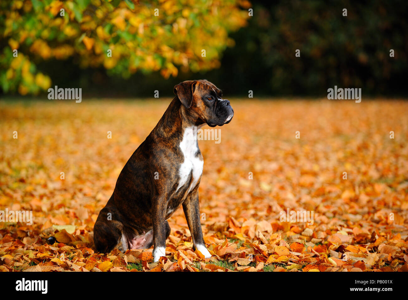 german boxer dog Stock Photo - Alamy