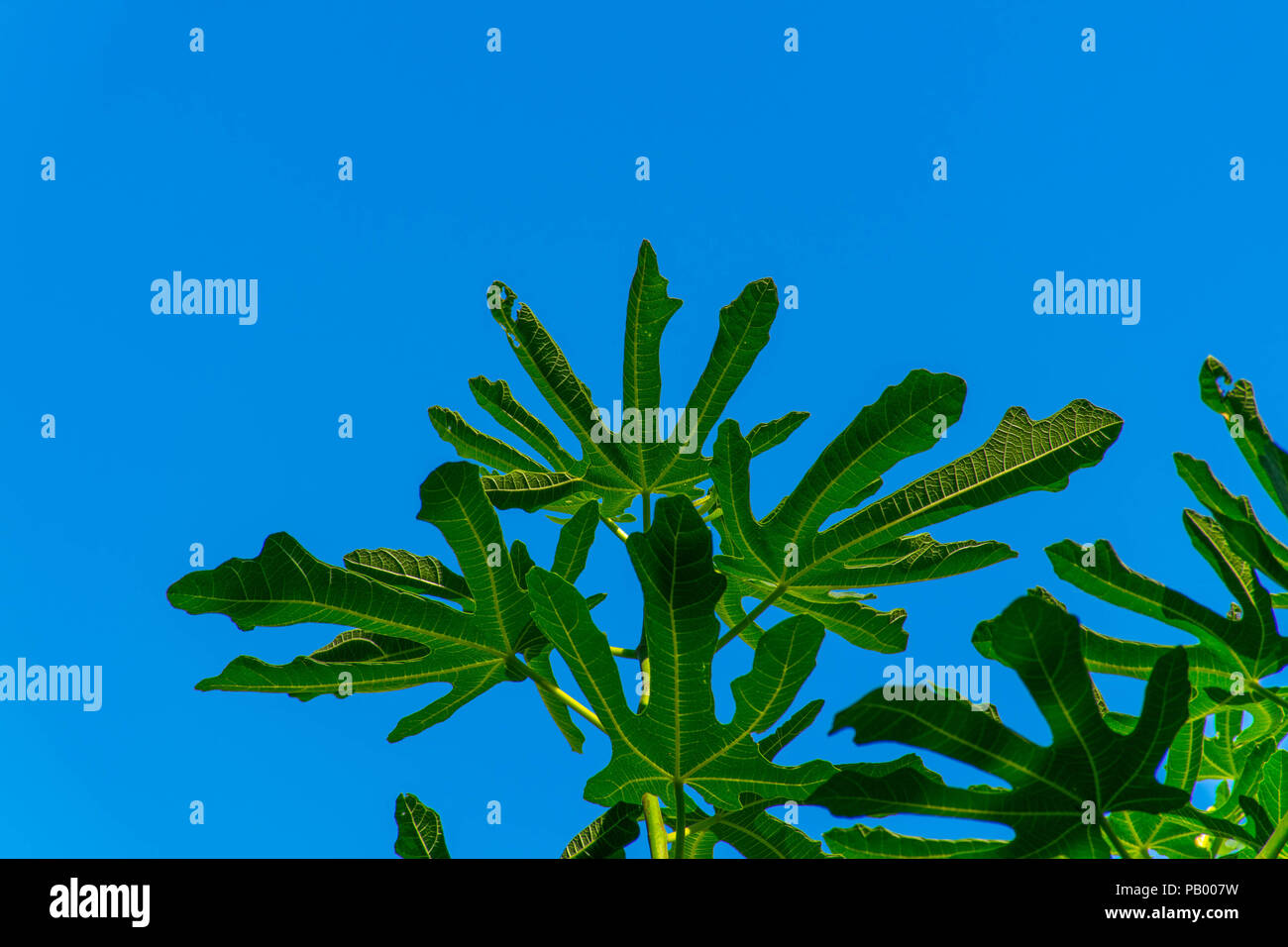 Healthy wildlife hi-res stock photography and images - Alamy