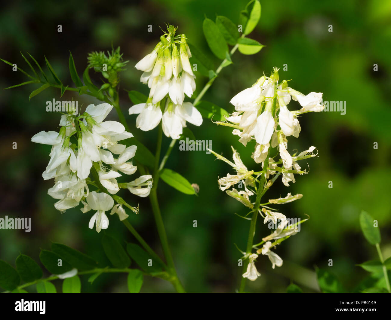 White pea flowers of the summer blooming perennial Goat;s rue, Galega officinalis 'Alba' Stock Photo