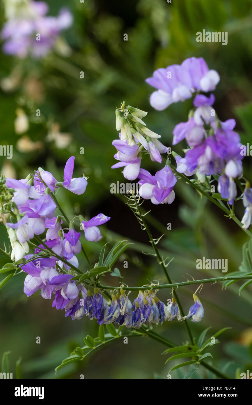 Blue pea flowers of the summer blooming perennial Goat;s rue, Galega officinalis Stock Photo