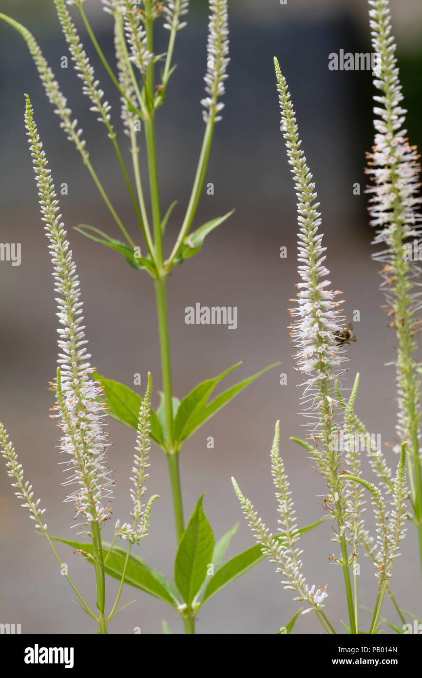 Thin spikes of the summer flowering, pale pink perennial, Veronicastrum virginicum f. roseum 'Pink Glow' Stock Photo