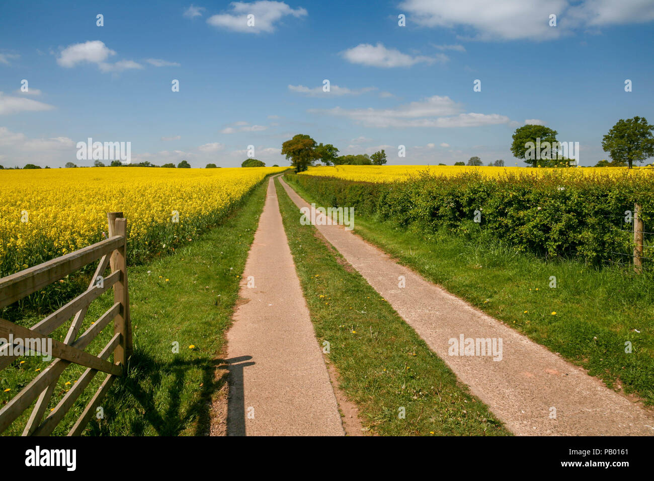 Gate and driveway through a rapeseed field in Monmouthshire Stock Photo