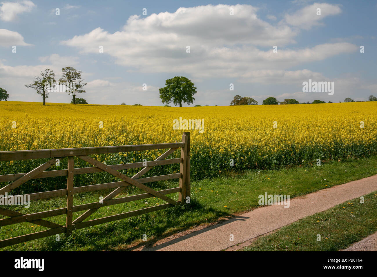 Gate at the entrance of a rapeseed field  in monmouthshire. Stock Photo