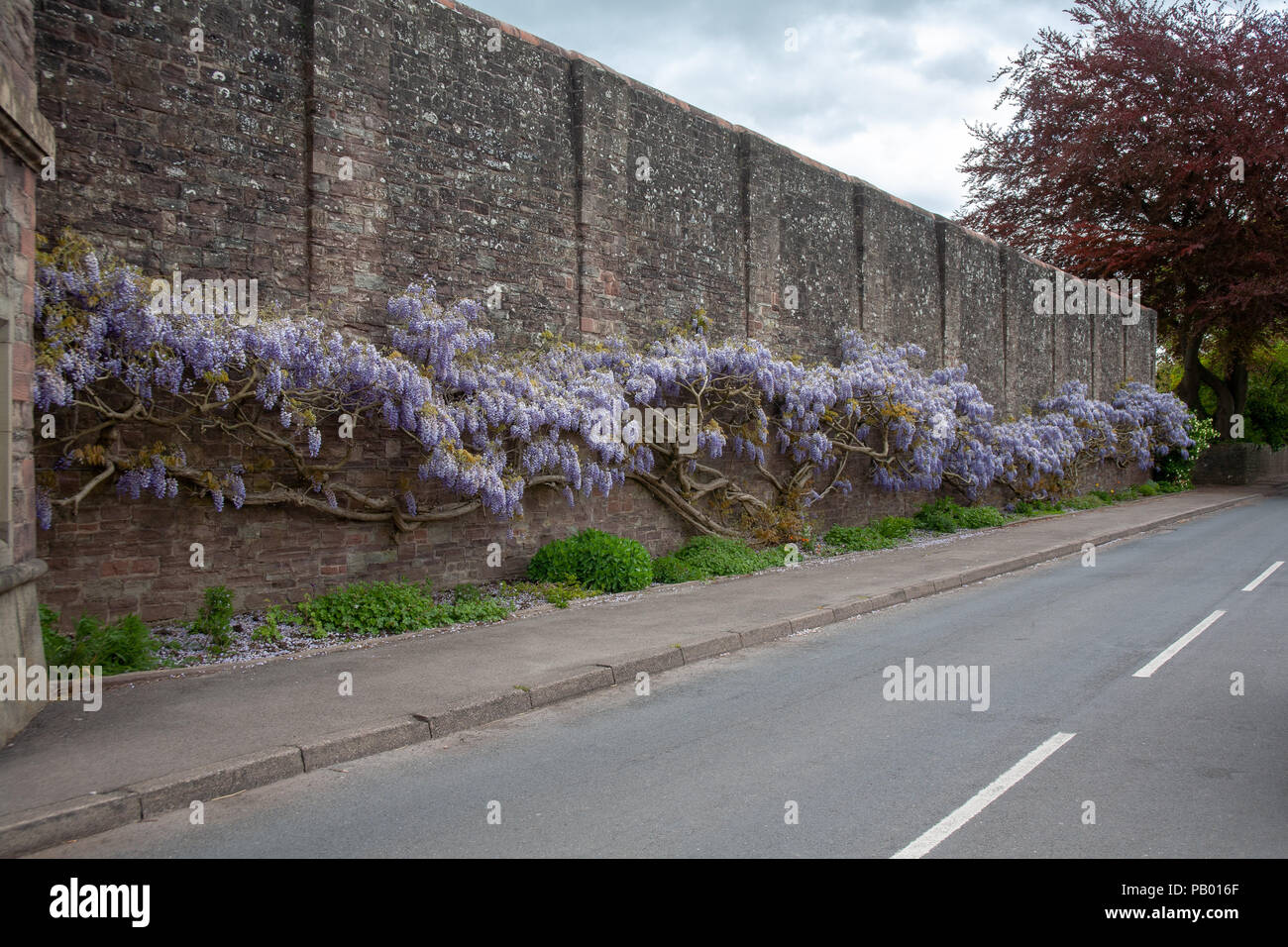 Wisteria on the outside wall of HM prison Usk, Monmouthshire Stock Photo
