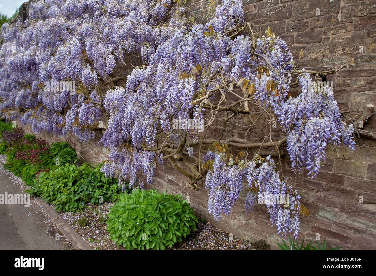 Wisteria on the outside wall of HM prison Usk, Monmouthshire Stock Photo