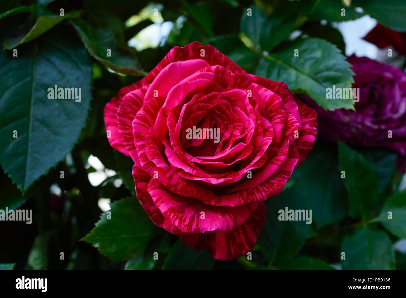 Red Intuition Rose Leaves
