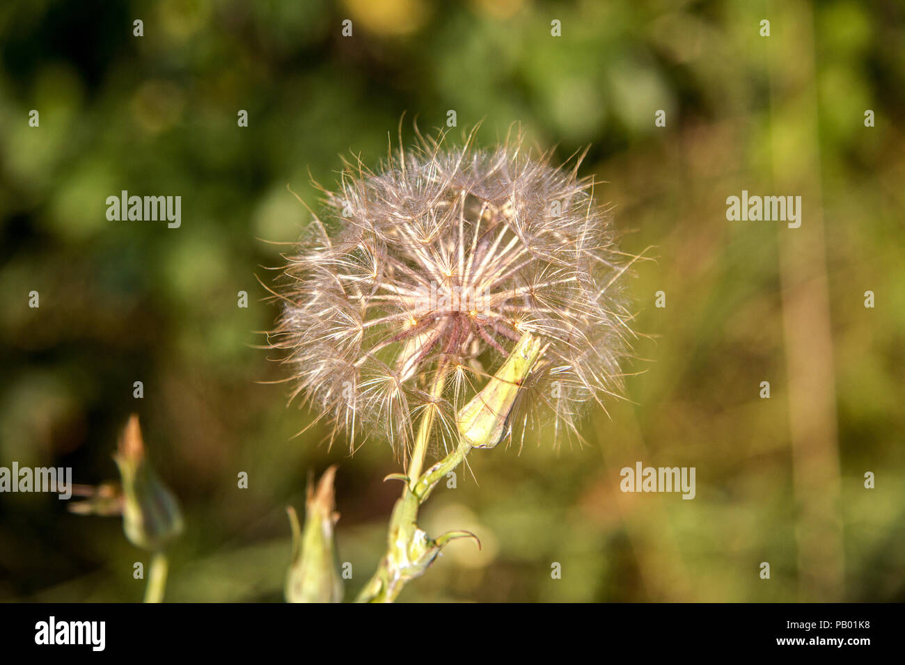 image of a large bloomed dandelion stalk in a meadow Stock Photo