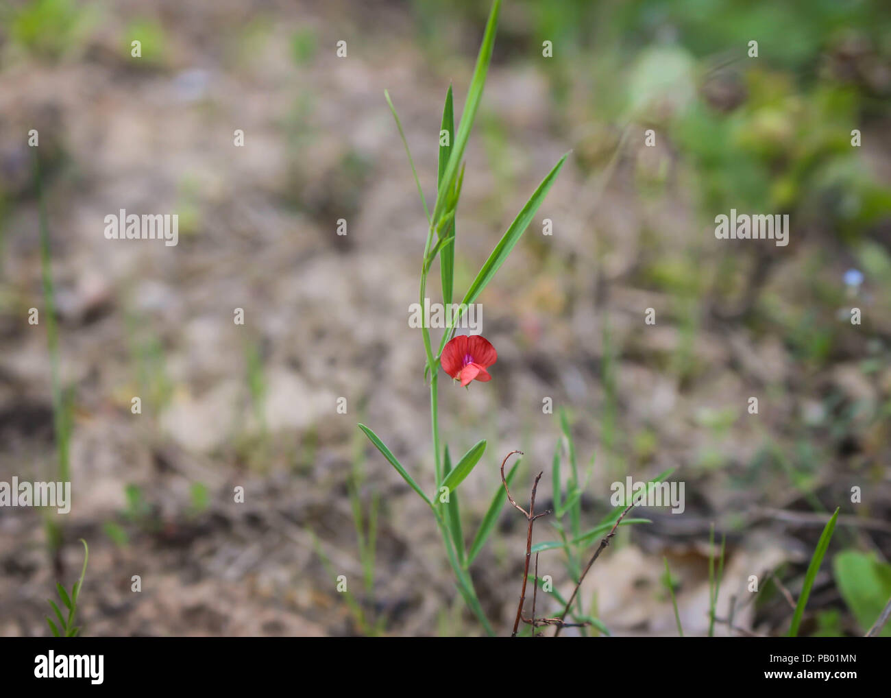 Single red flower of Lathyrus spaericus - grass pea Stock Photo