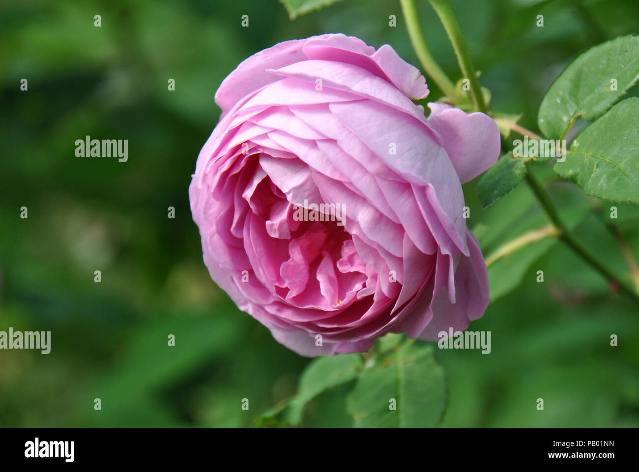 Close-up of a pink rose blooming in a garden Stock Photo - Alamy