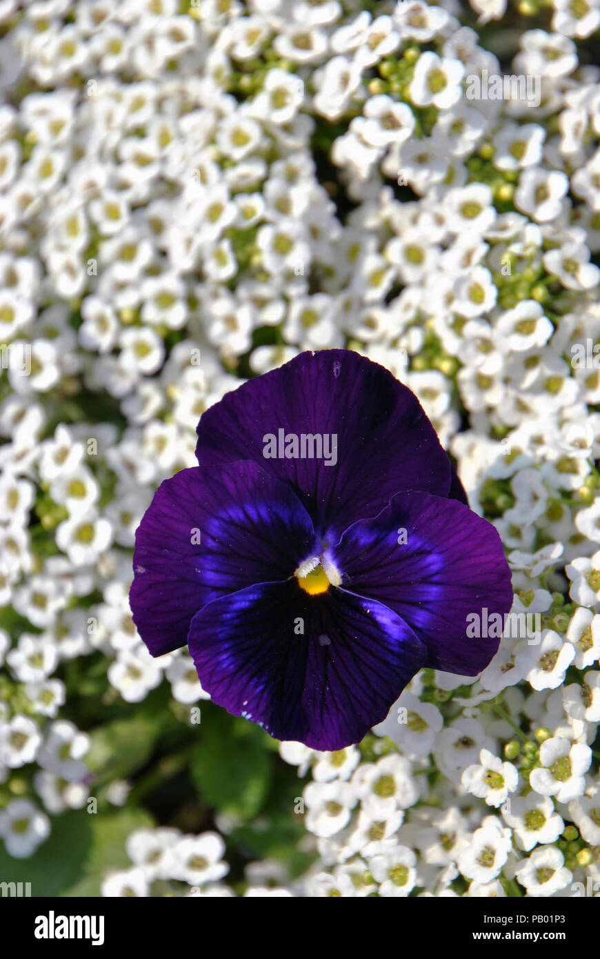 Dark purple viola flower in on a bed of small white flowers Stock Photo