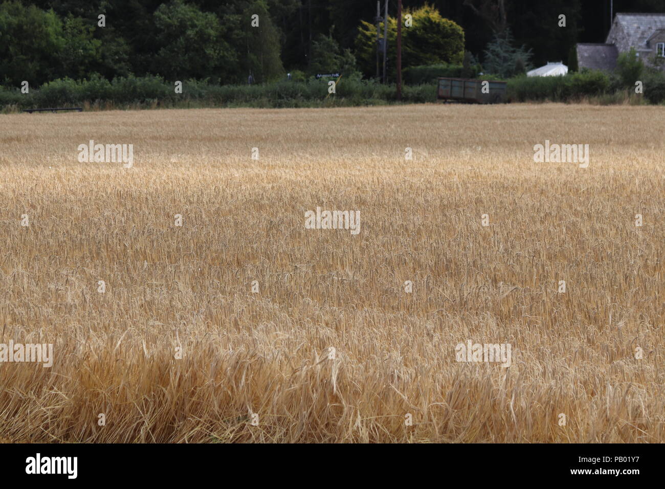Harvesttime, Wales UK Stock Photo Alamy