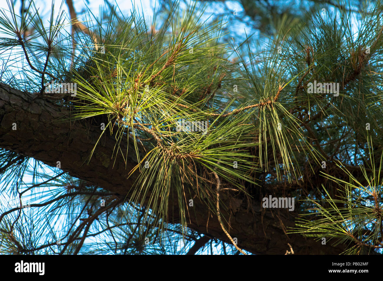 Stuck up in the tree Stock Photo