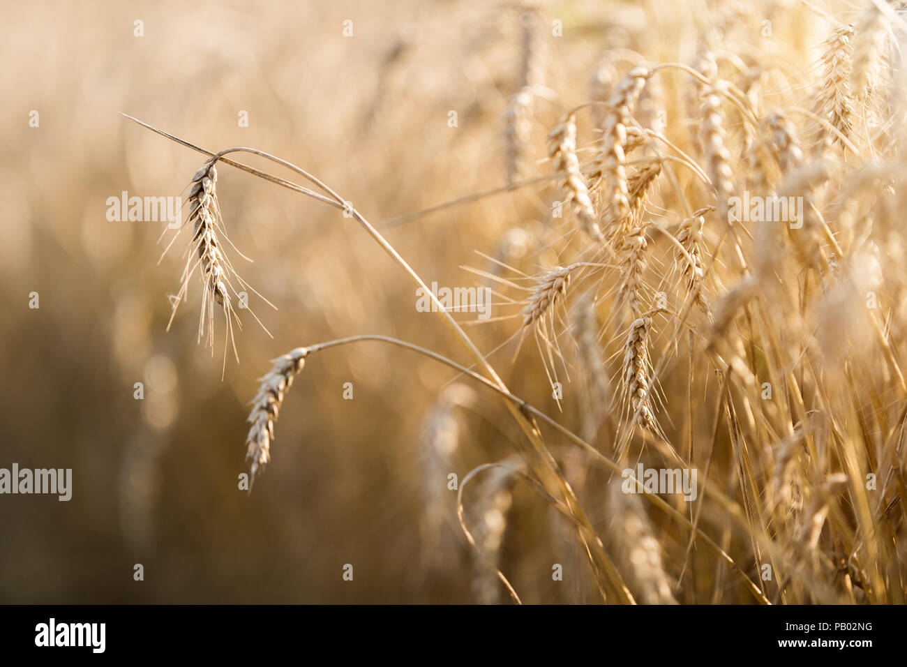 Wheat field ready for harvest in summer season Stock Photo - Alamy