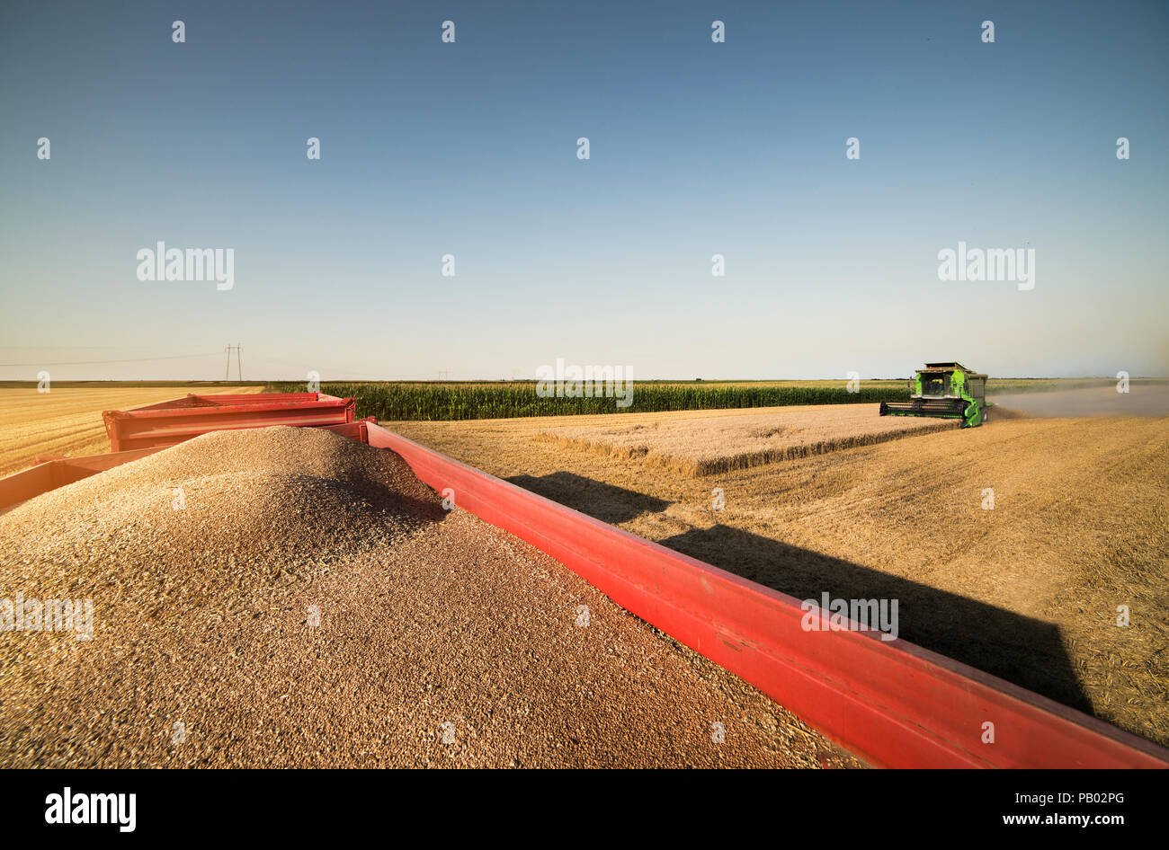 Harvesting of wheat field with combine in early summer Stock Photo - Alamy