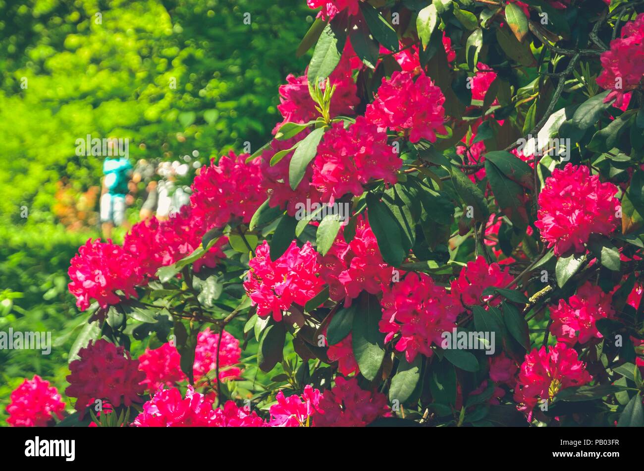 Spring natural flowers. Beautiful red blooming rhododendrons in the park. Stock Photo