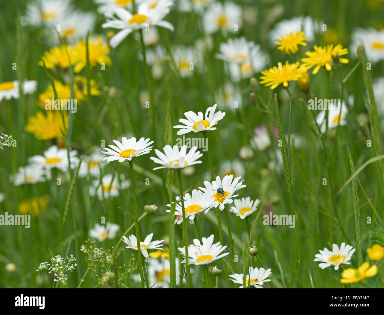 Field of Ox-eye Daisies, Chrysanthemum leucanthemum, growing in ...