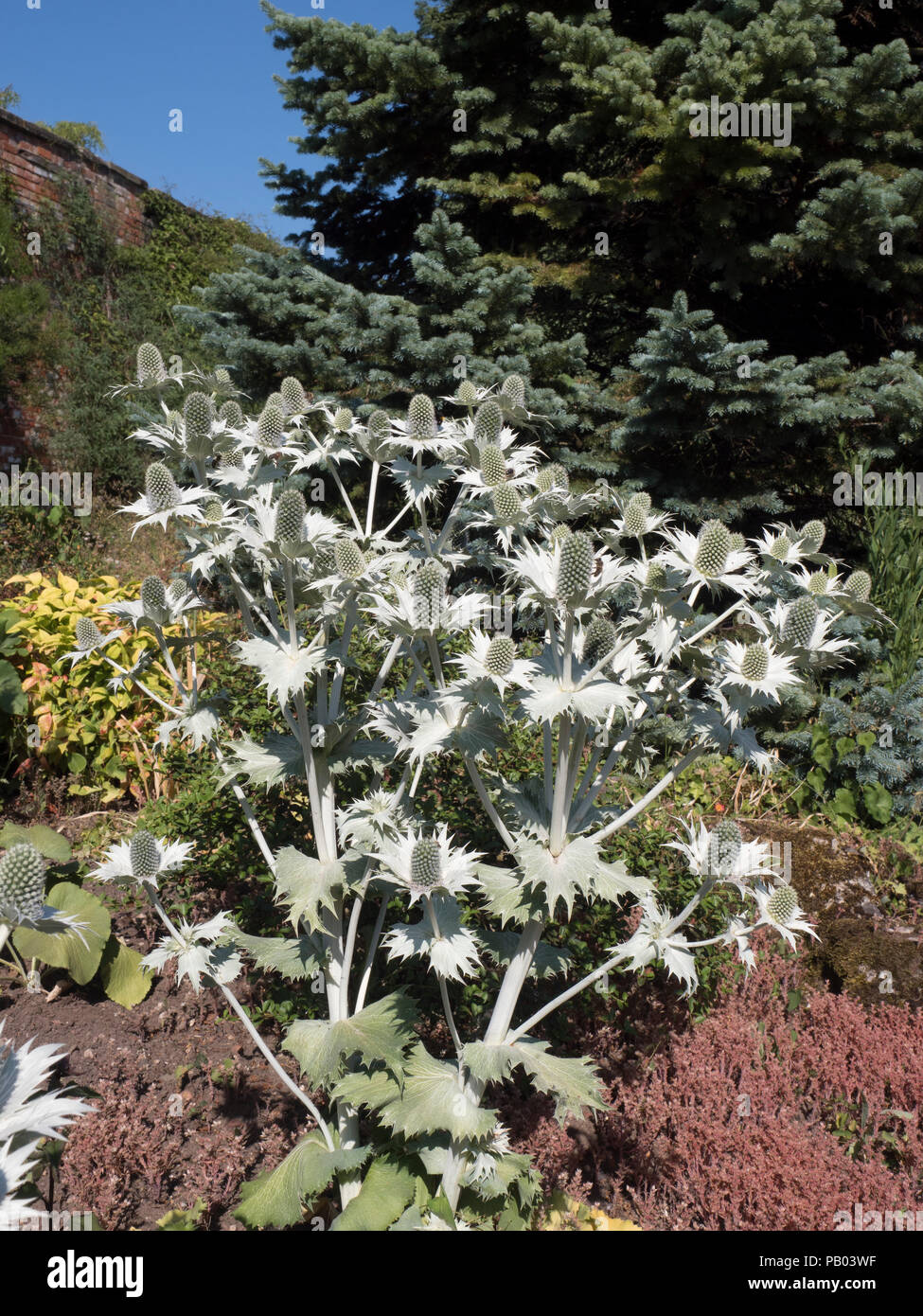 Eryngium gigantium, Miss Willmot's Ghost, in flower, Worcestershire, UK Stock Photo