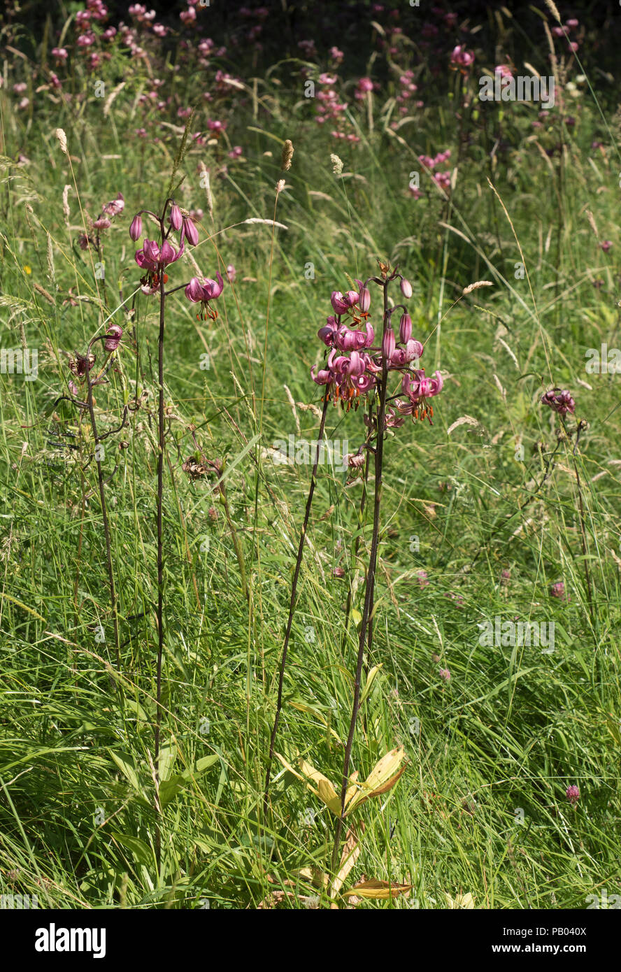 Martagon or Turk's Cap Lily, Lilium martagon, growing in grassland, Worcestershire, UK. Stock Photo