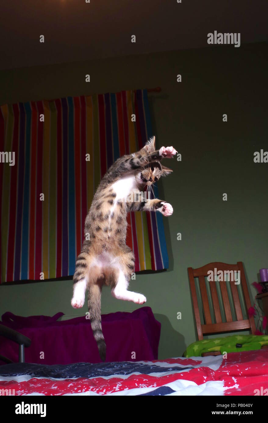 Horse kitten hires stock photography and images Alamy