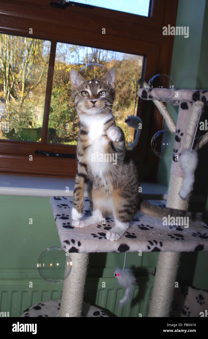 Kitten playing with bubbles on cat tree Stock Photo Alamy