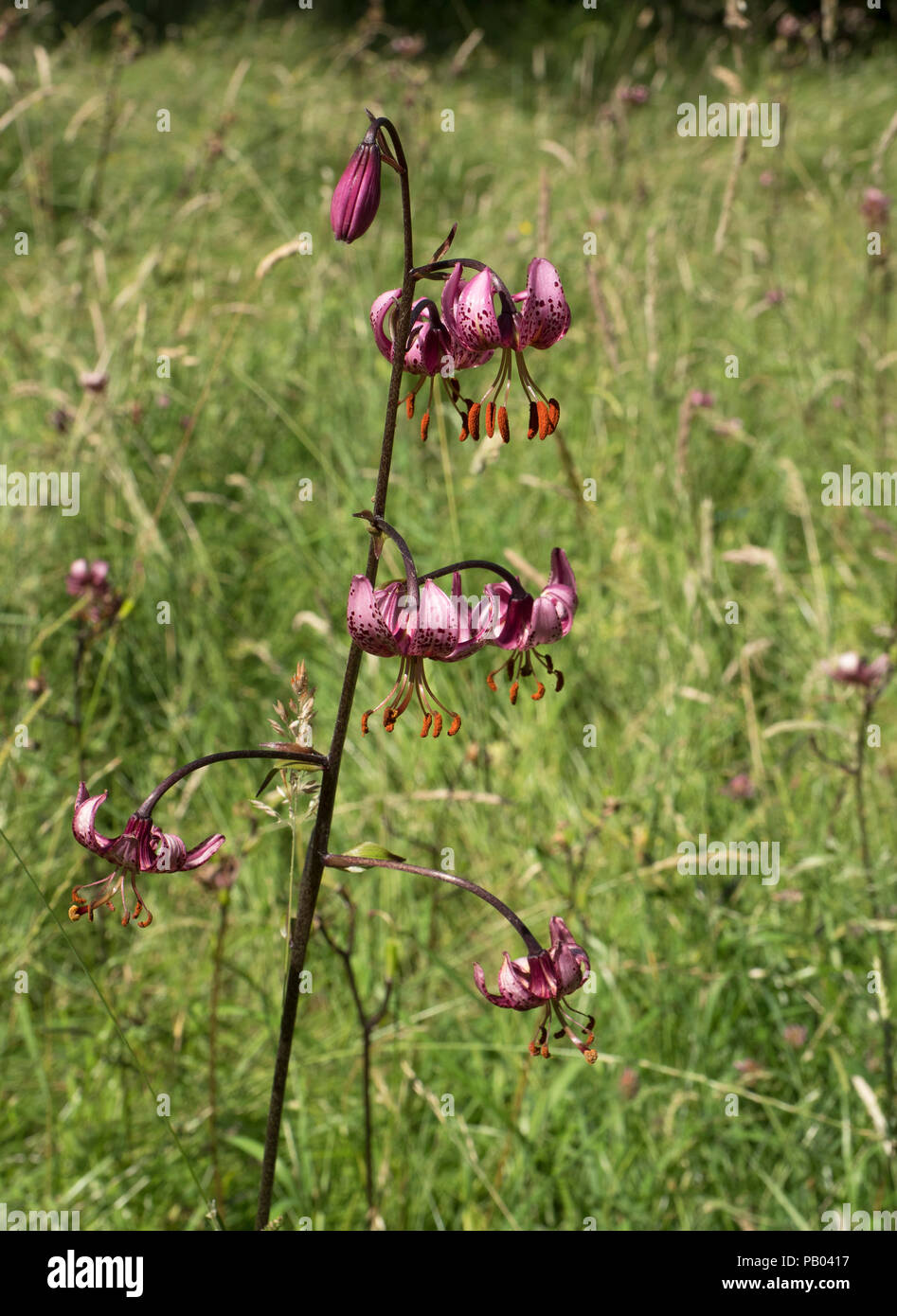 Martagon or Turk's Cap Lily, Lilium martagon, growing in grassland, Worcestershire, UK. Stock Photo