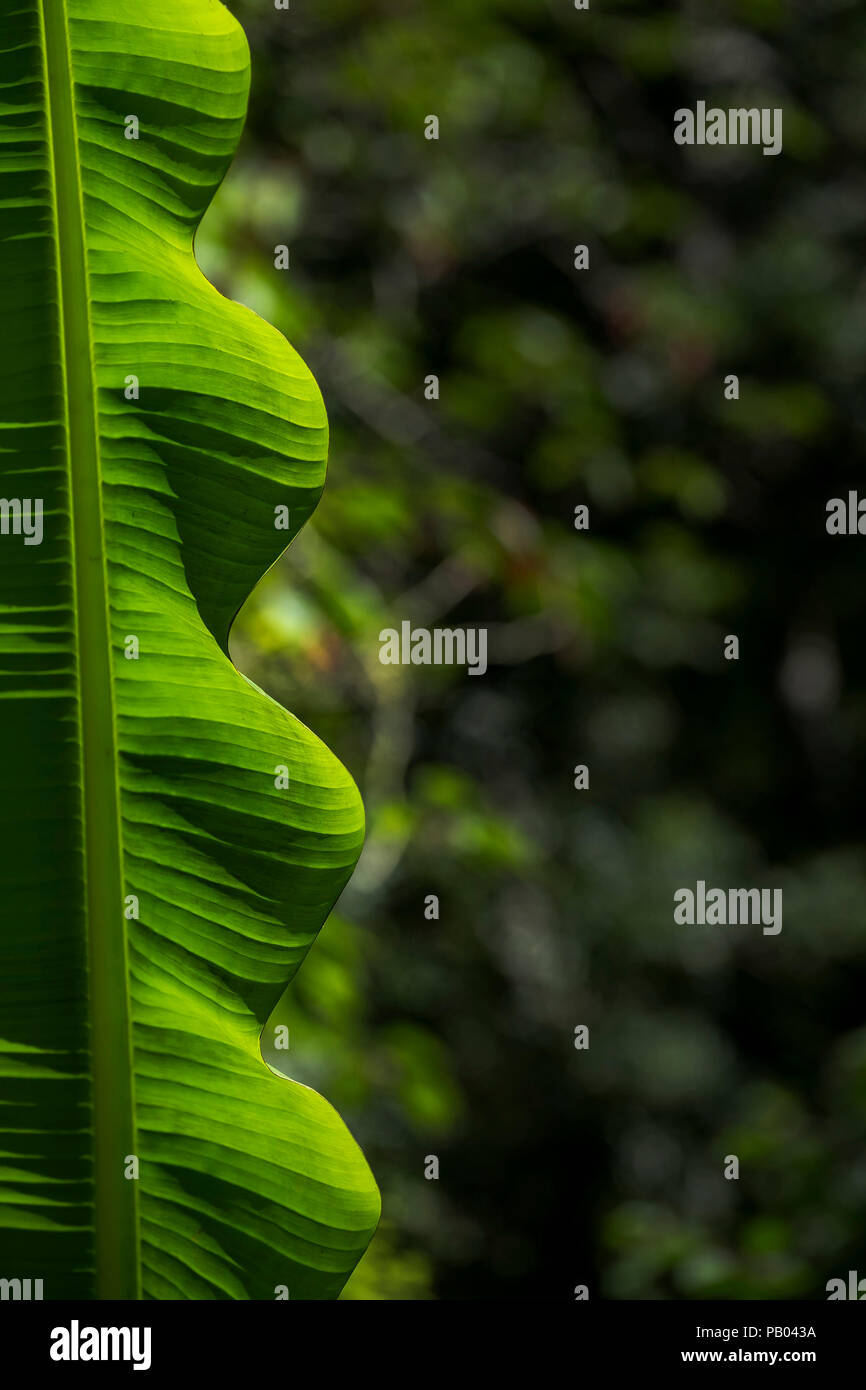 The edge of the leaf of a banana plant. Stock Photo