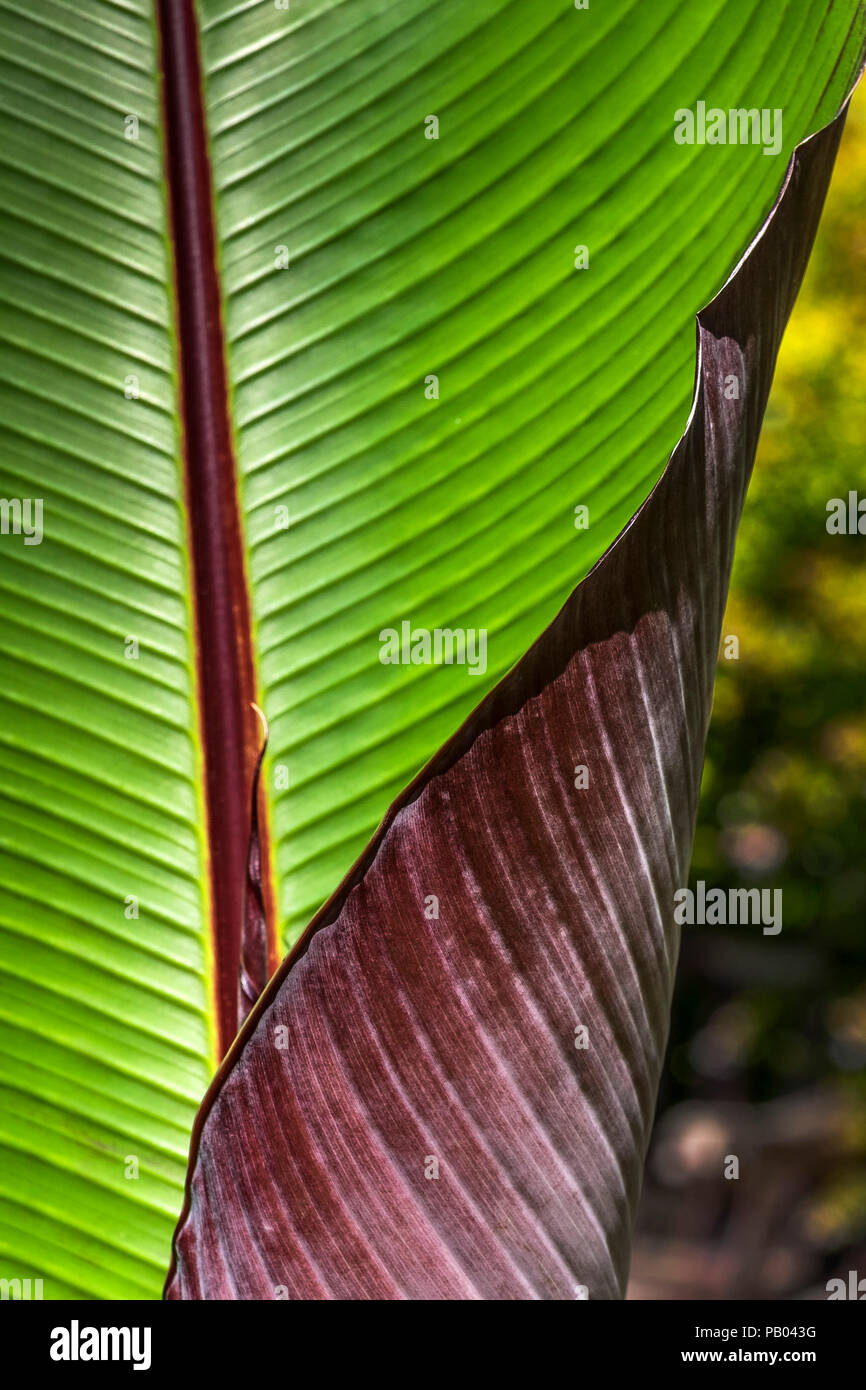 The edge of the leaf of a banana plant. Stock Photo