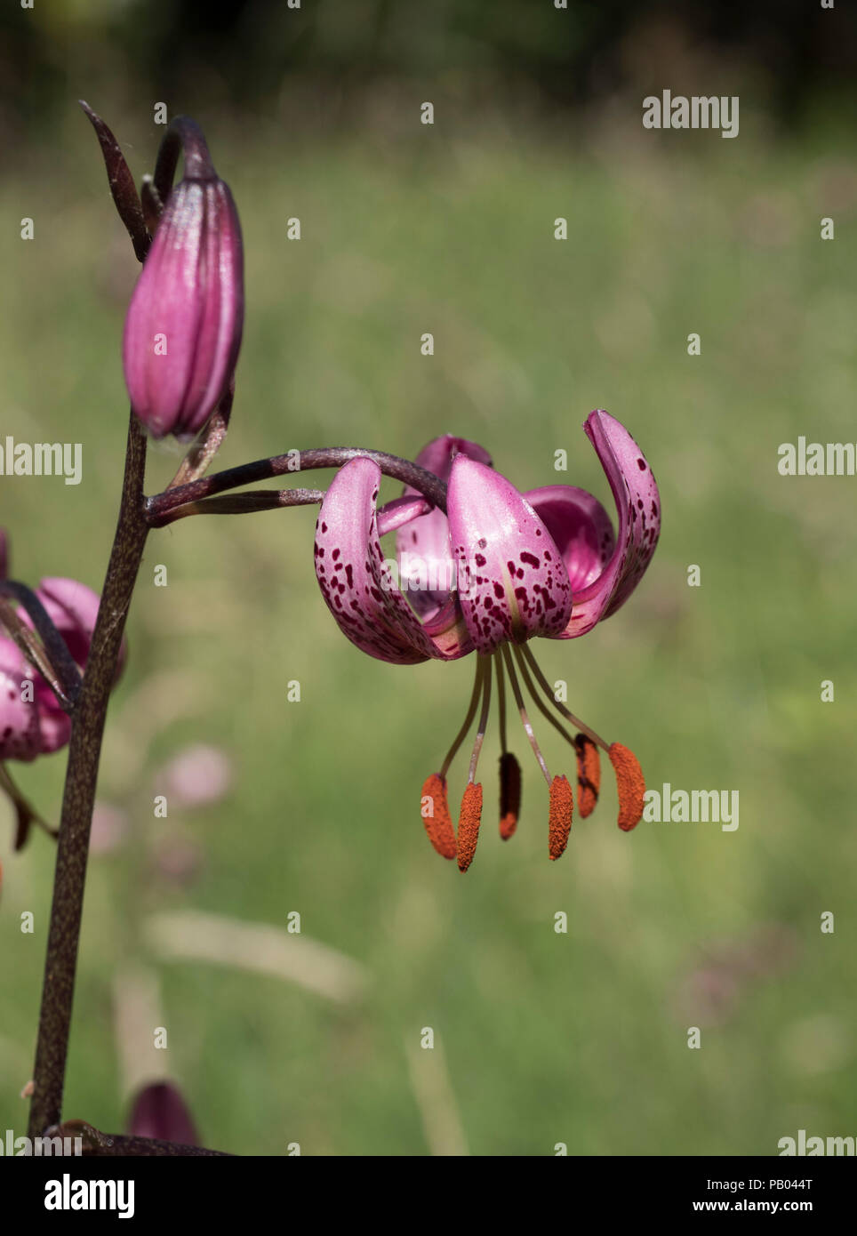 Martagon or Turk's Cap Lily, Lilium martagon, close-up of flowers, growing in grassland, Worcestershire, UK. Stock Photo