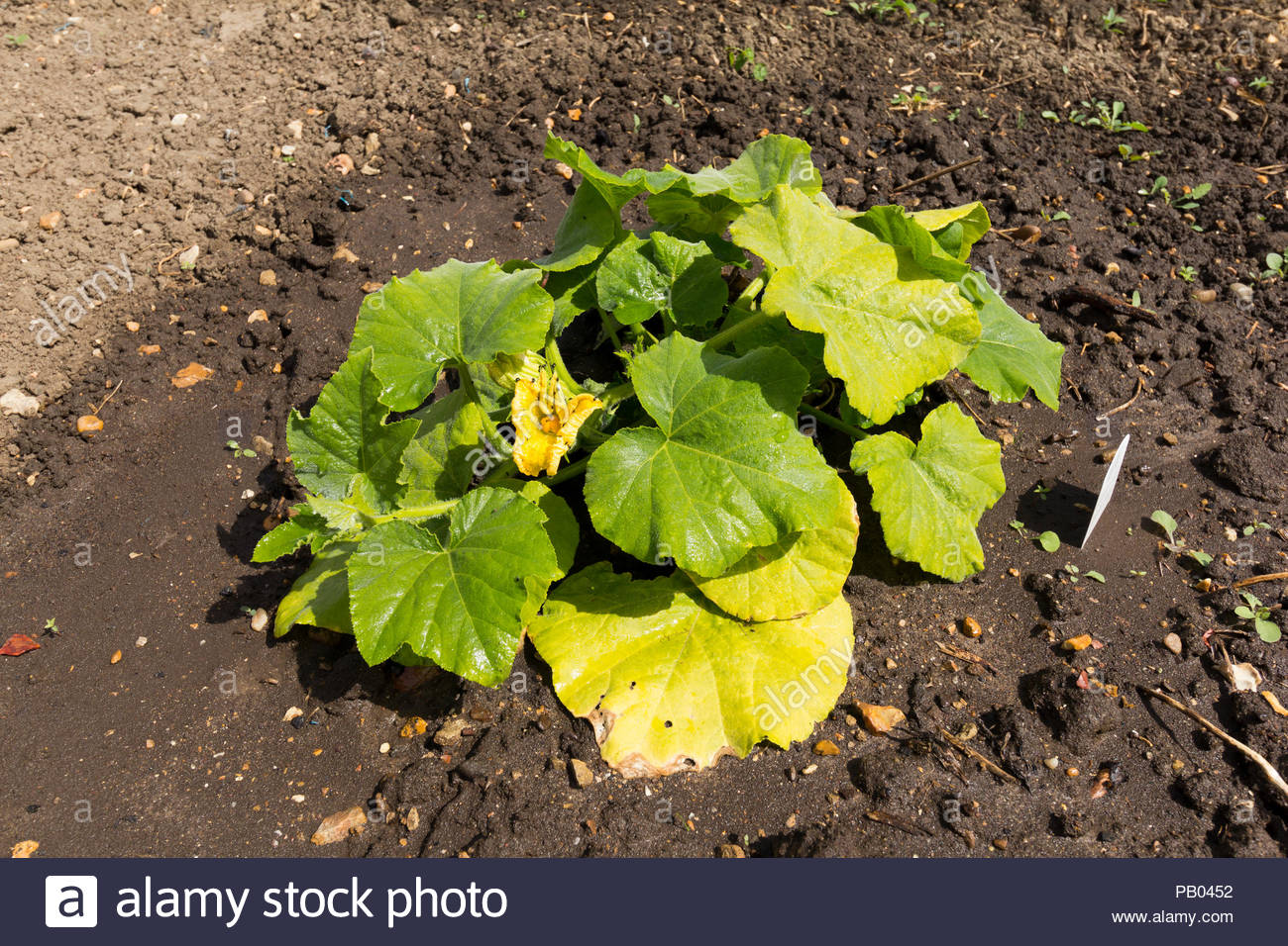 Squash Leaves Stock Photos & Squash Leaves Stock Images Alamy