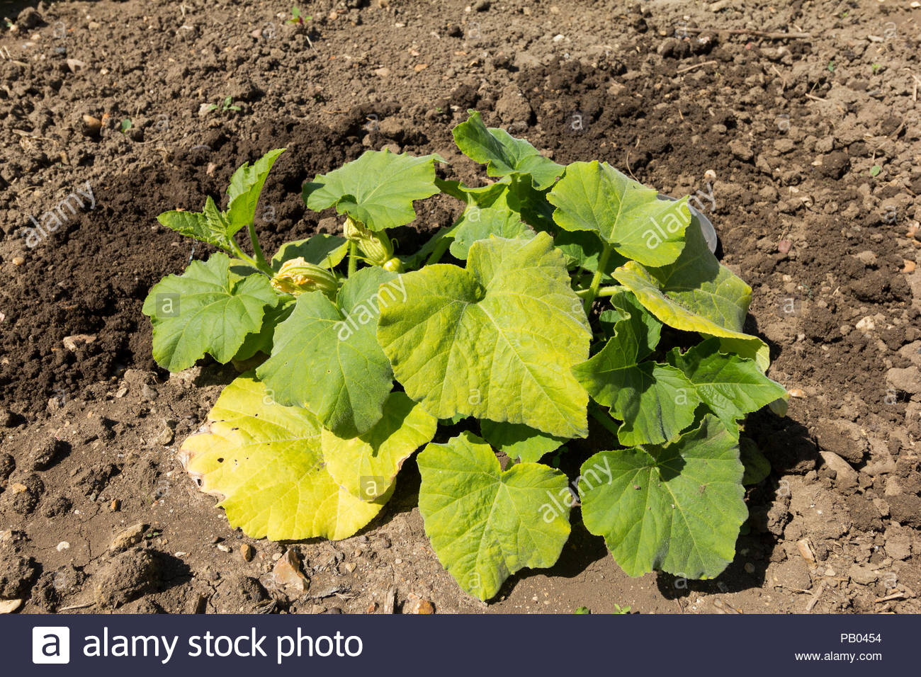 Butternut Squash Growing High Resolution Stock Photography And