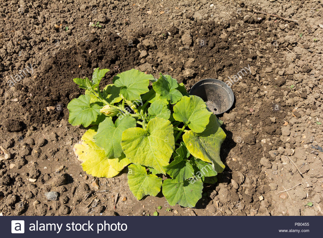 Squash Leaves Stock Photos & Squash Leaves Stock Images Alamy