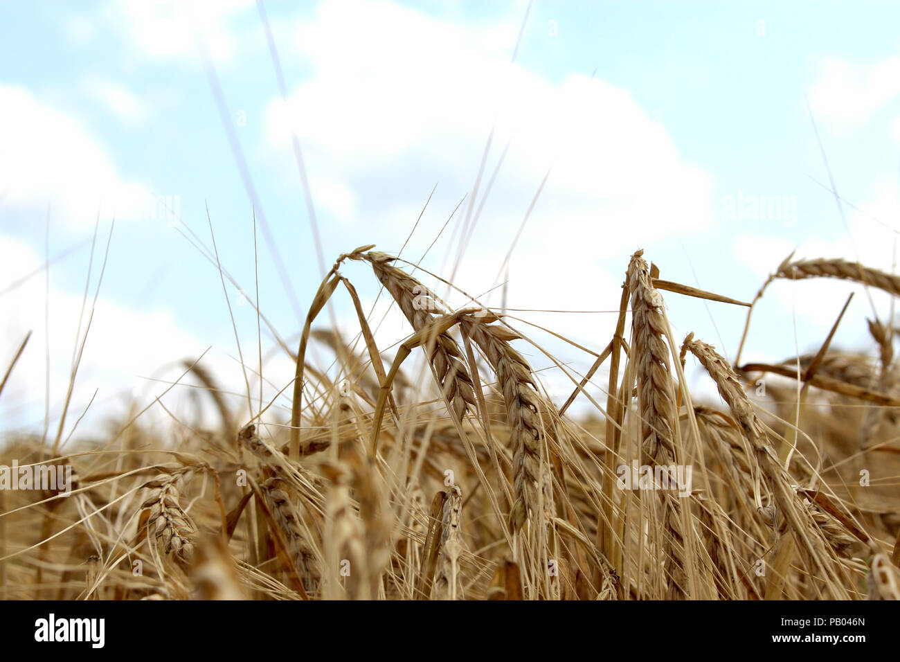 Cornfield at summer sunlight grain field close up Stock Photo