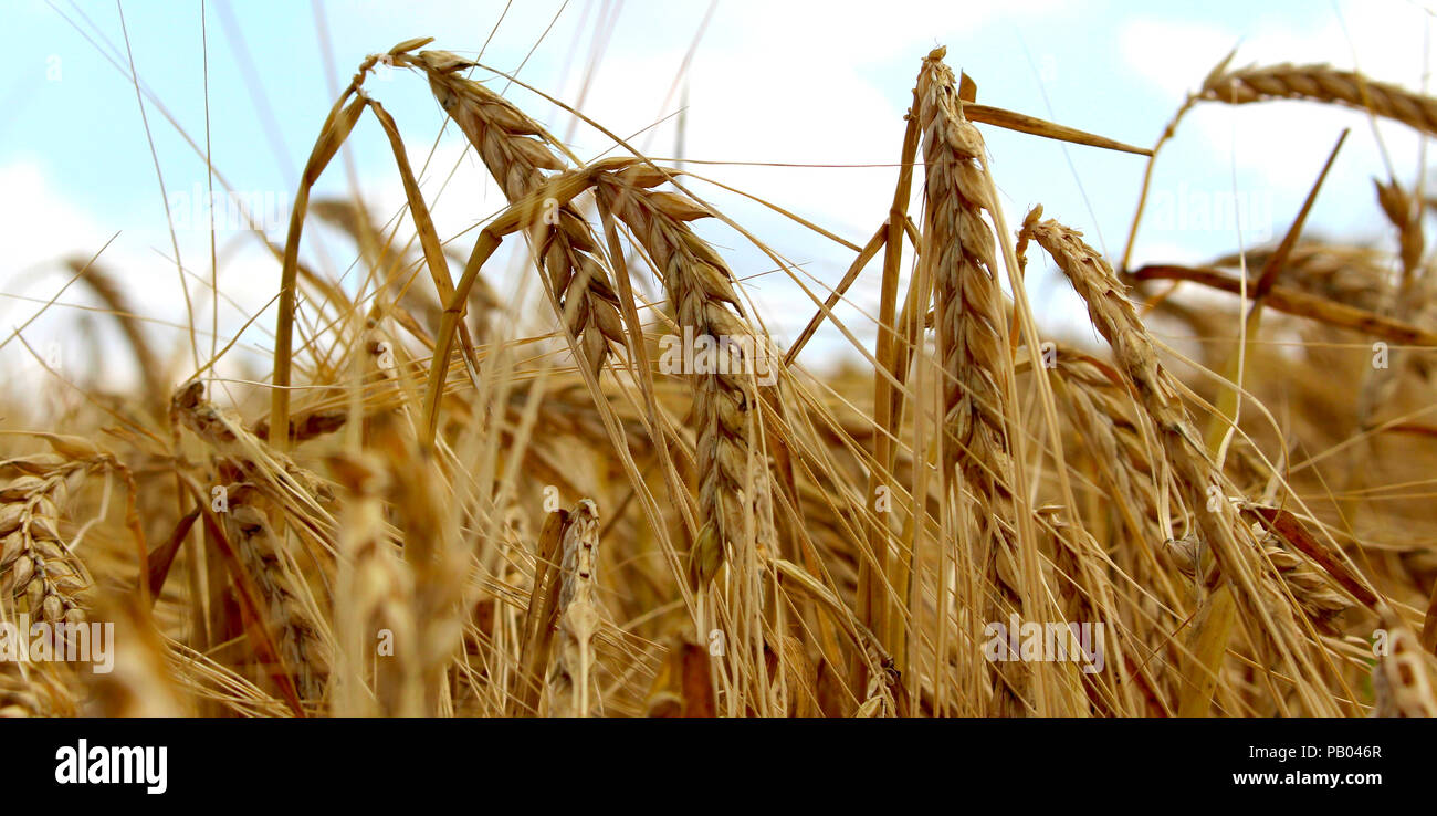 Cornfield at summer sunlight grain field close up Stock Photo