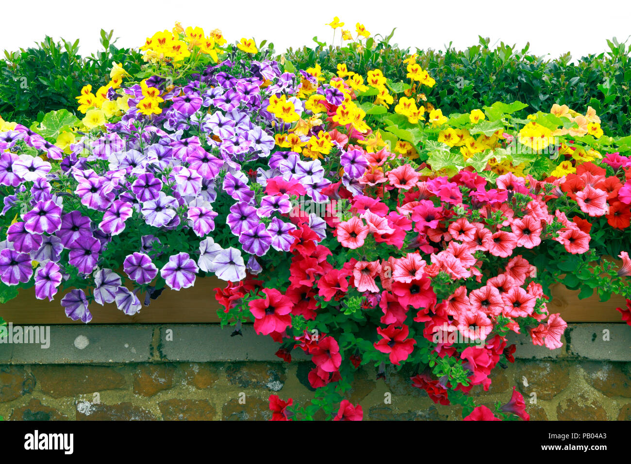 Petunias , front garden wall, dark pink, red, orange, purple, yellow, various colours, petunia, multi coloured, mixed colour Stock Photo