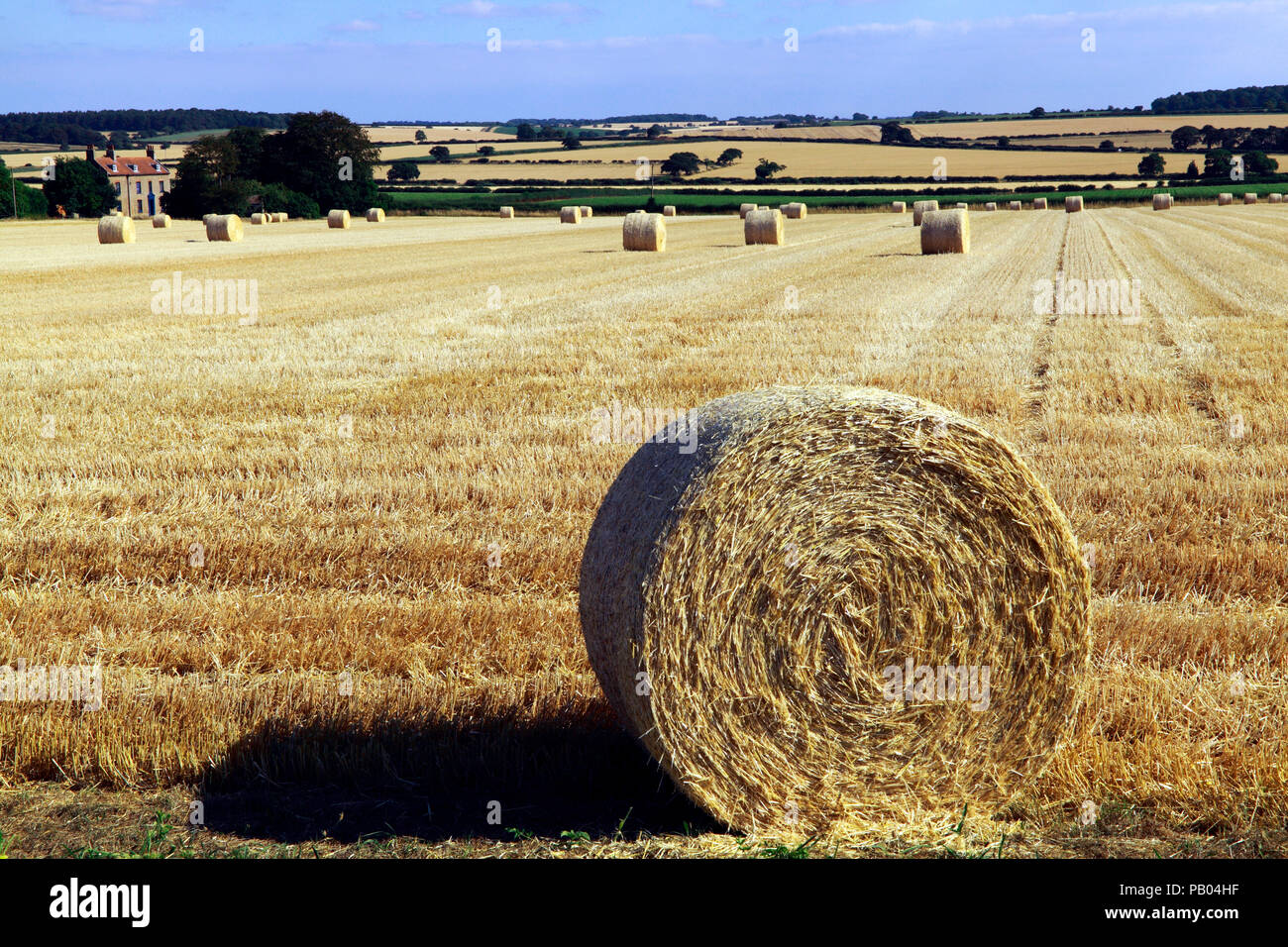 Norfolk agricultural landscape, round straw bales, post harvest