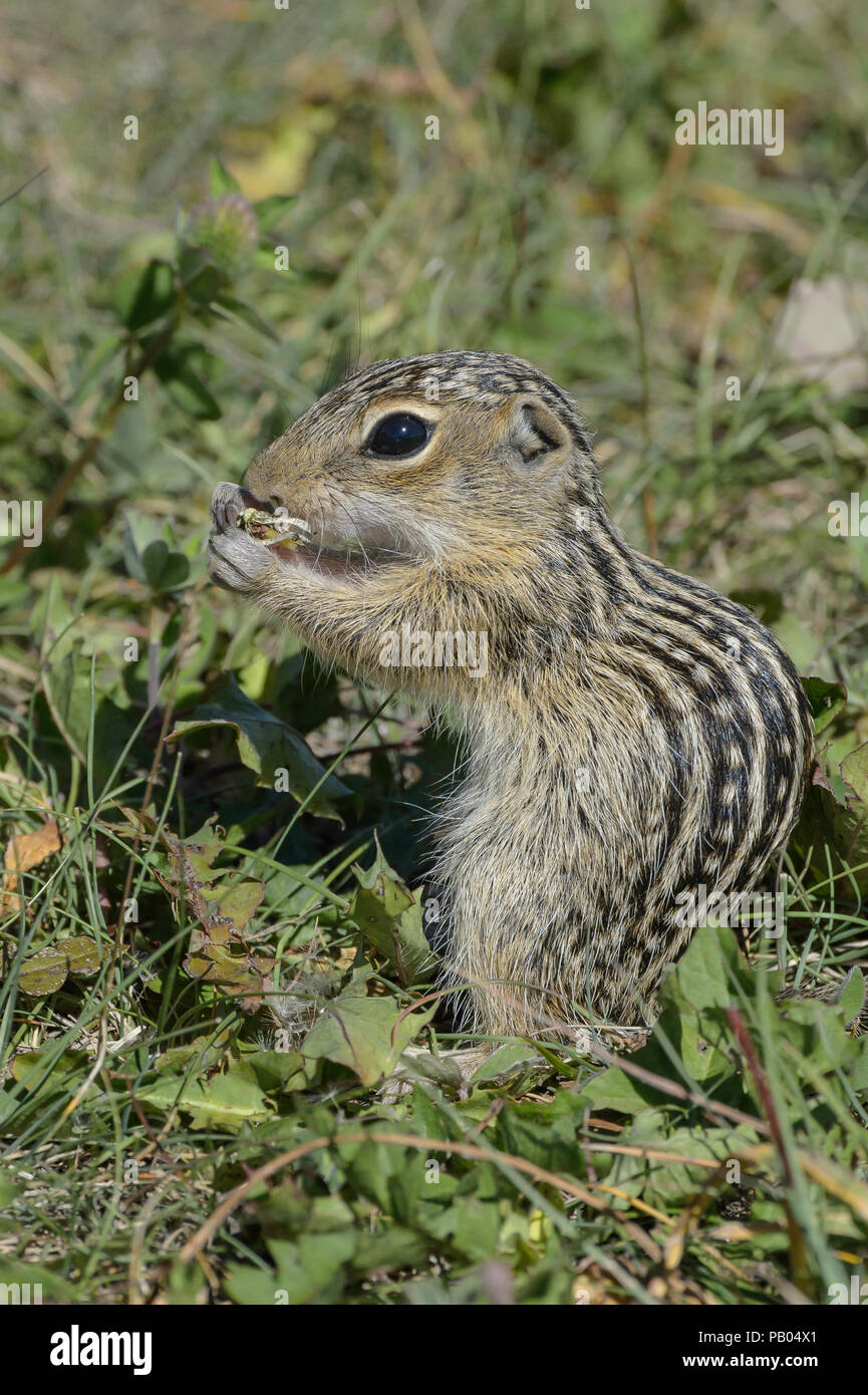 Wild Thirteen-Lined Ground Squirrel Prairie: Striped Burrower