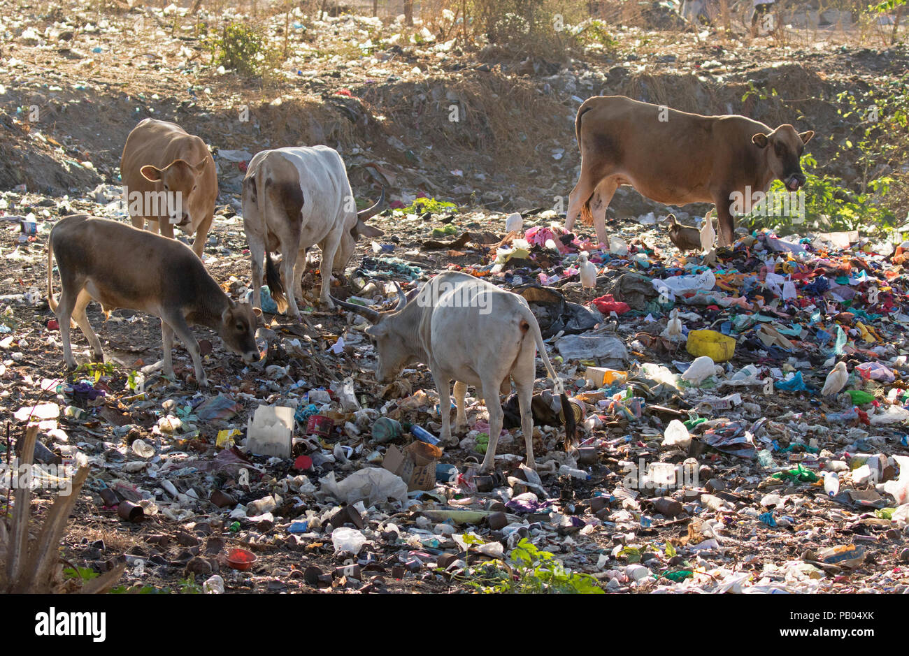 Cattle searching for food on rubbish dump, The Gambia Stock Photo
