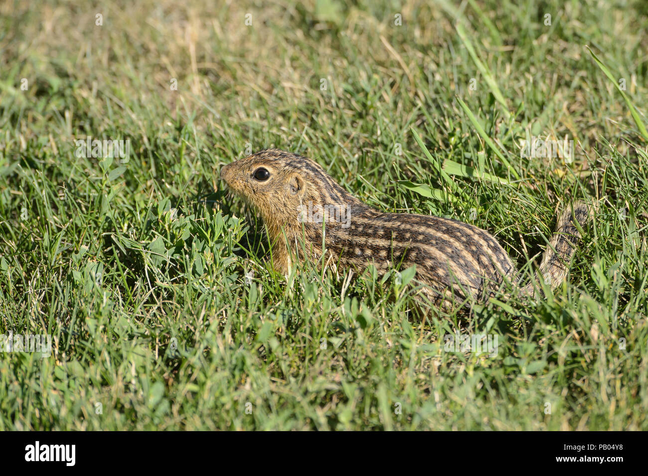 Thirteen-lined ground squirrel, Ictidomys tridecemlineatus, Minnesota, USA Stock Photo