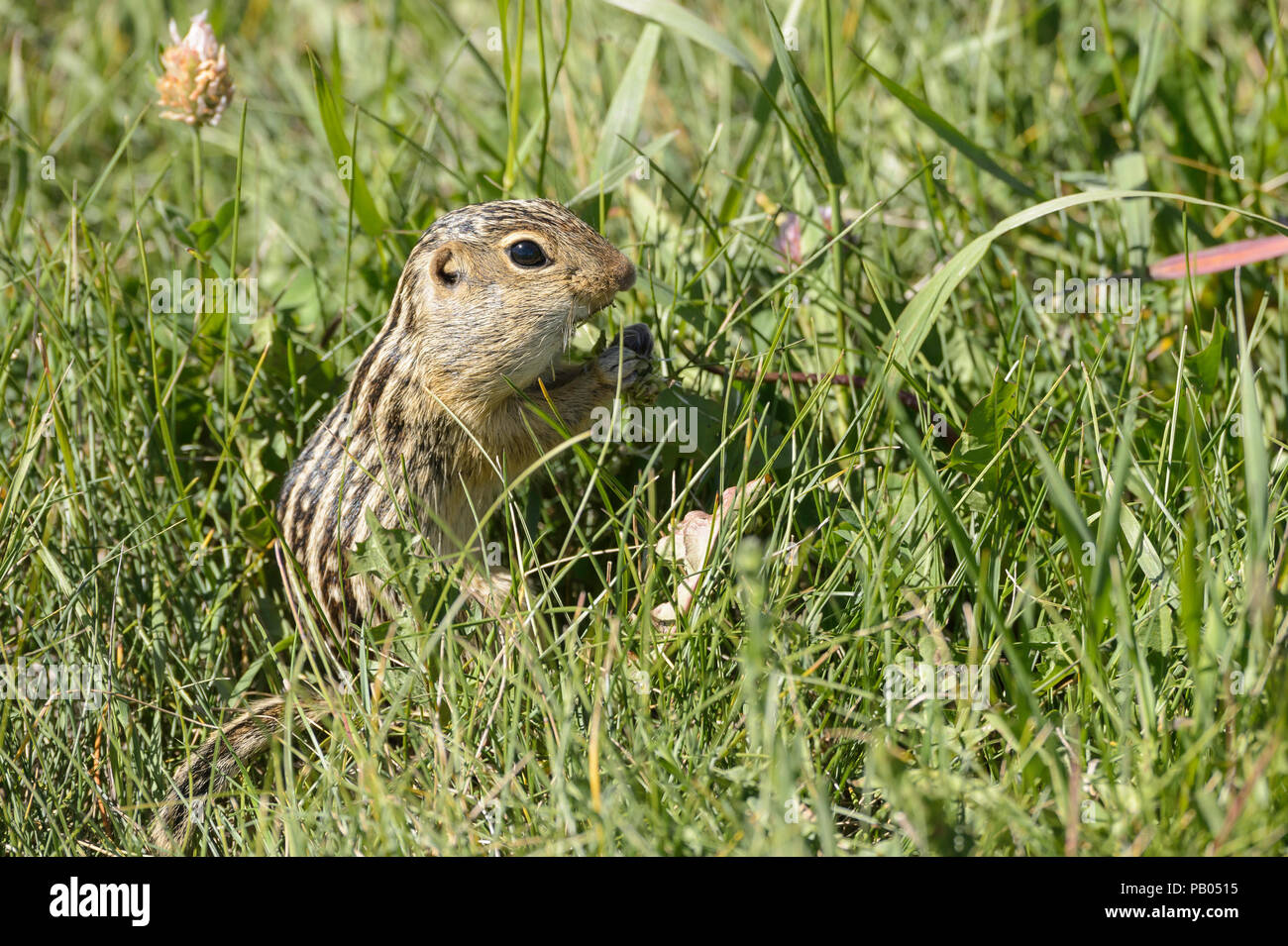 13 lined ground squirrel prairie thirteen lined ground squirrel