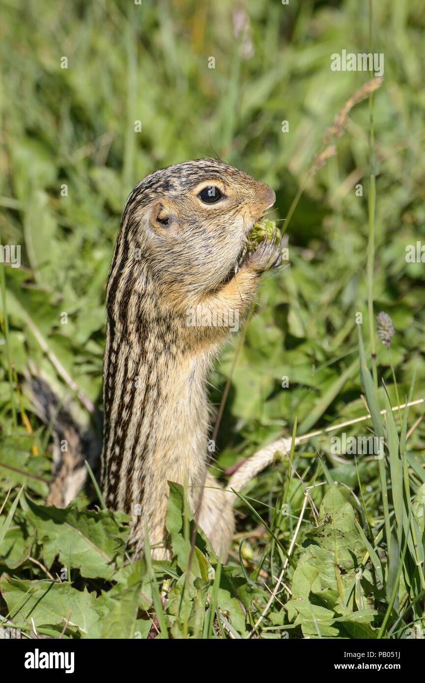 Thirteen-lined ground squirrel, Ictidomys tridecemlineatus, Alberta, Canada Stock Photo