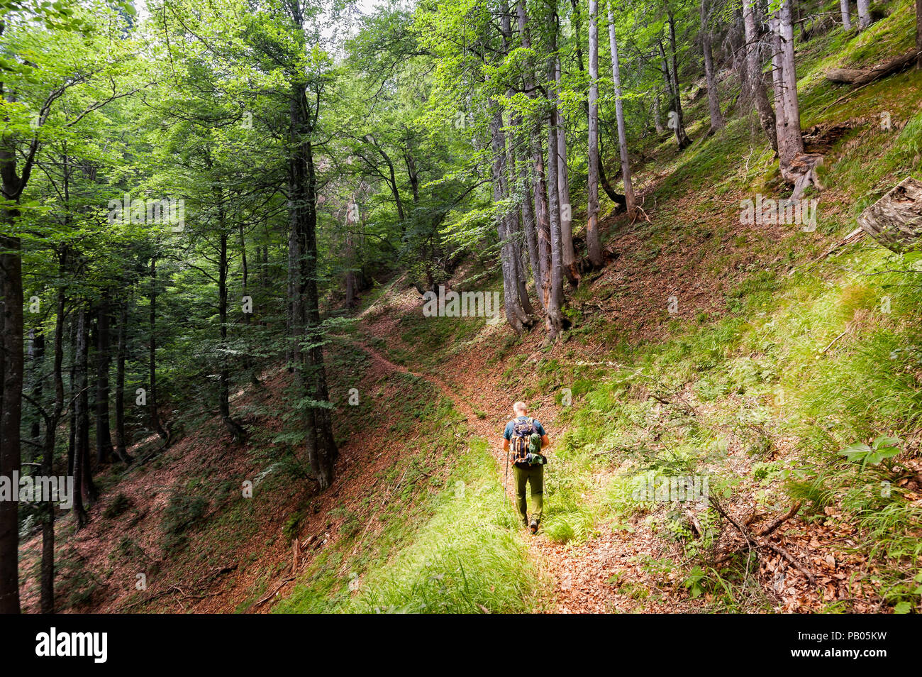 Hiker with backpack and hiking sticks walks on the forest path. Healthy lifestile. Stock Photo