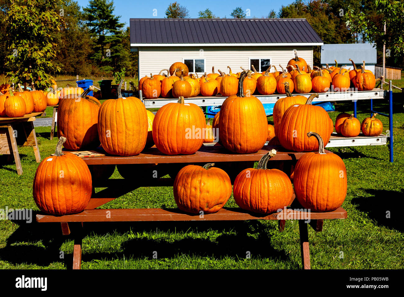 Autumn and pumpkin and squash sale in Eastern Townships, Quebec, Canada