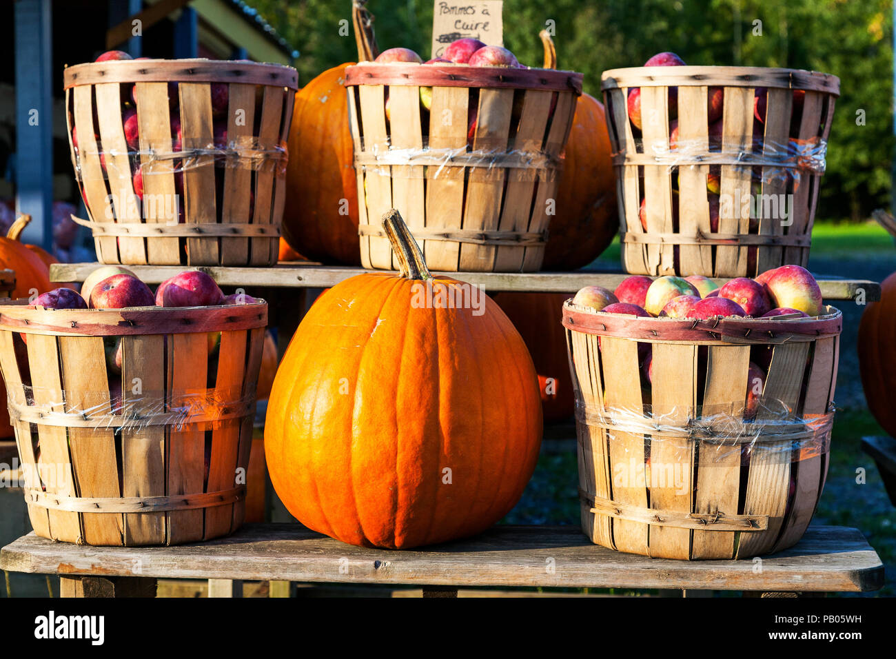 Autumn harvest of pumpkins and apples in St.Paul d'Abbotsford, Eastern ...