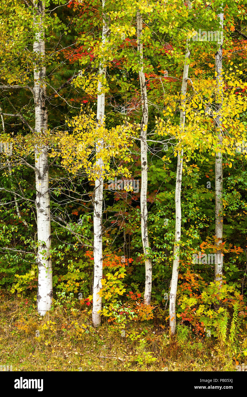 Autumn colors in Eastern Townships, Quebec, Canada. Stock Photo