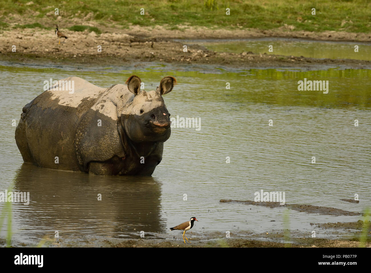 Beautiful Indian One Horned Rhinoceros. Curious happy young rhinos ...
