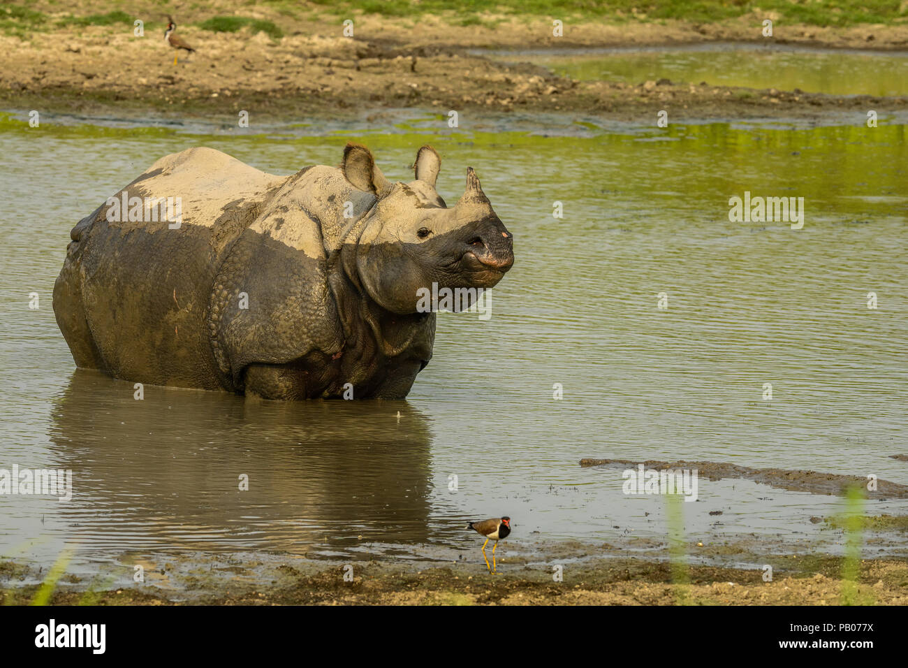 Beautiful Indian One Horned Rhinoceros. Curious happy young rhinos ...