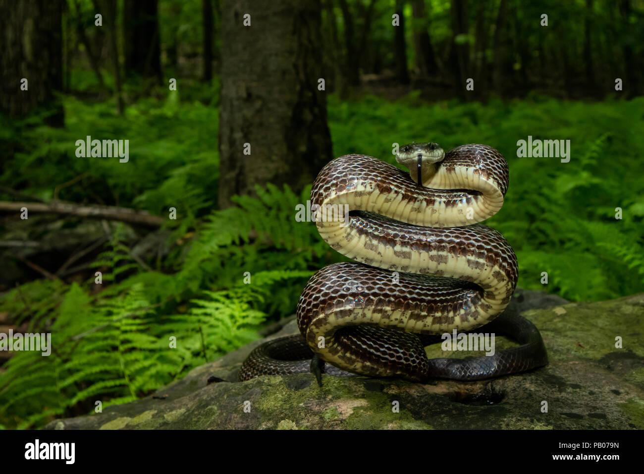 Eastern rat snake about to strike Pantherophis allegheniensis Stock
