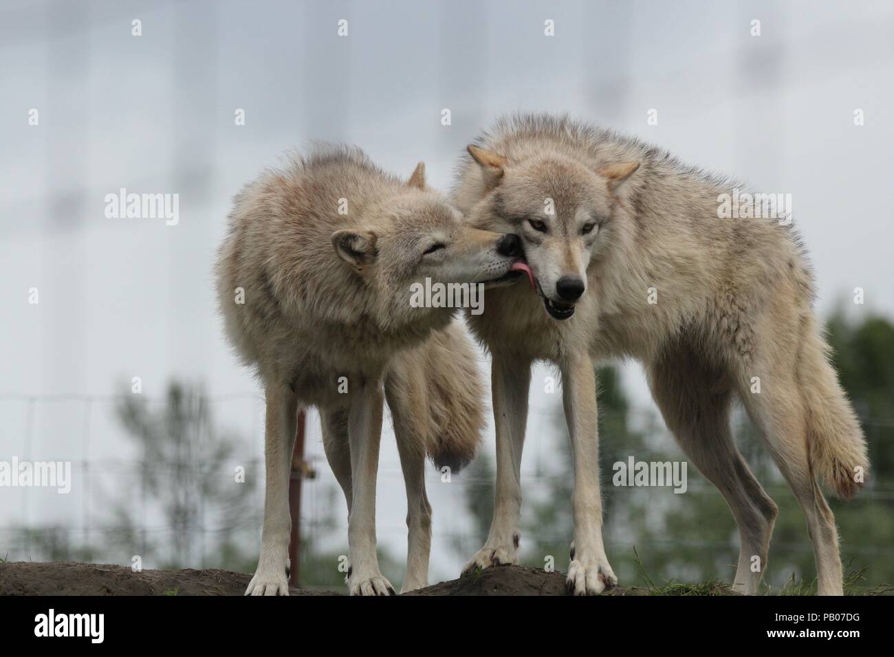 2 wolves Stock Photo