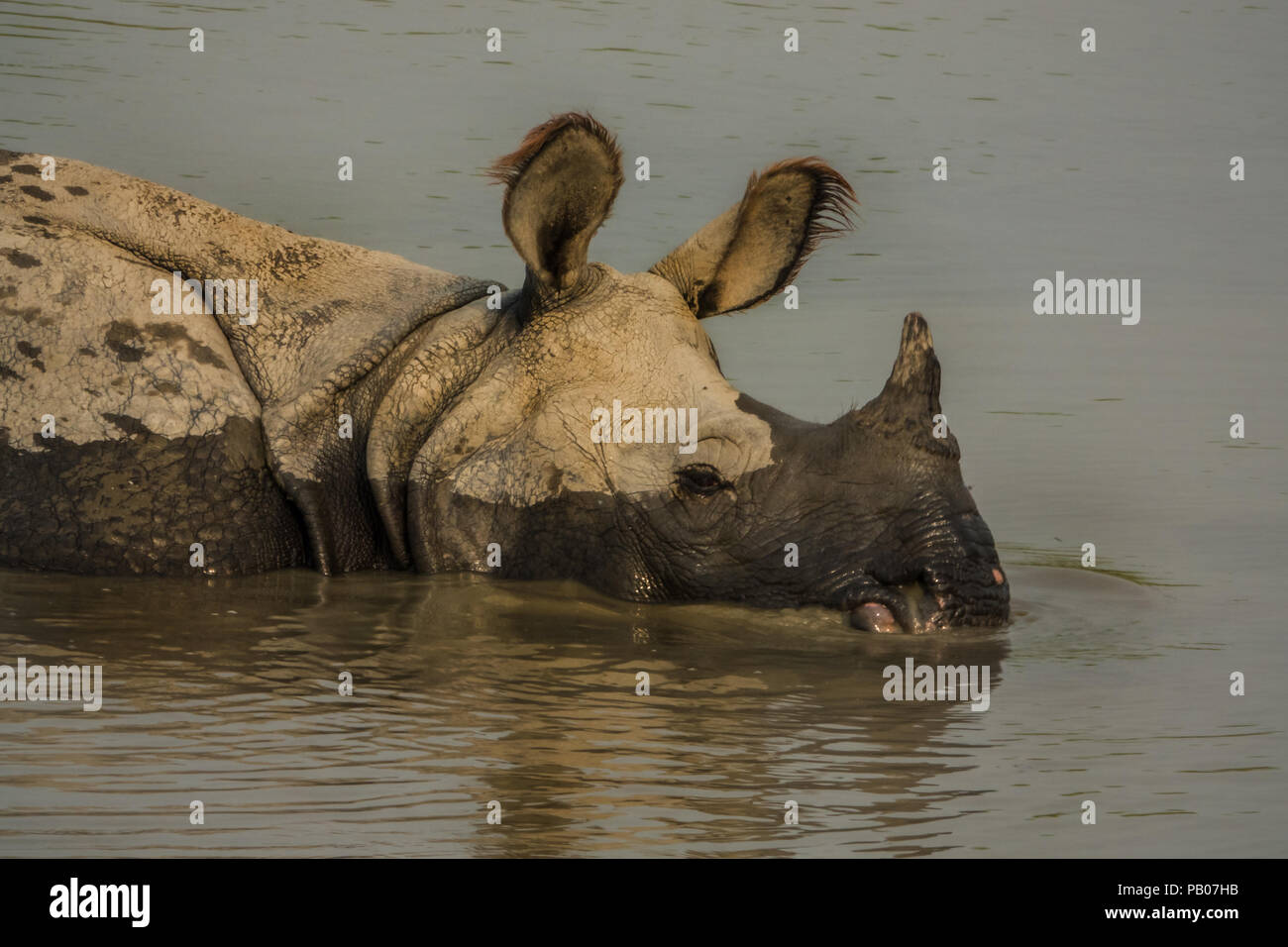 Beautiful Indian One Horned Rhinoceros. Curious happy young rhinos ...